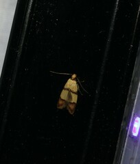 Heteroteucha distephana