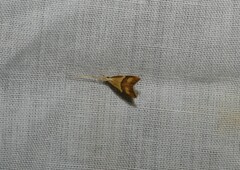 Crocanthes prasinopis