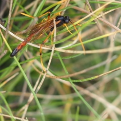 Therion circumflexum