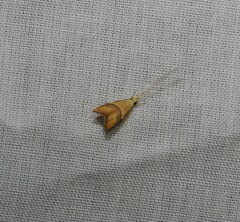 Crocanthes prasinopis