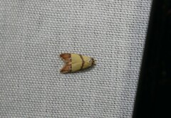 Heteroteucha distephana