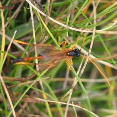 Therion circumflexum