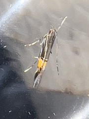 Cosmopterix