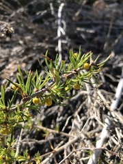 Berberis empetrifolia