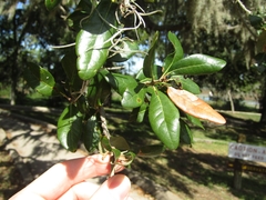 Quercus virginiana