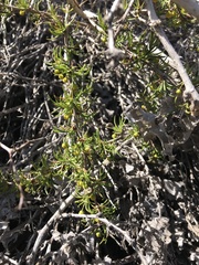 Berberis empetrifolia