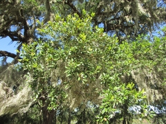 Quercus virginiana