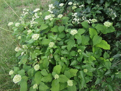 Hydrangea radiata