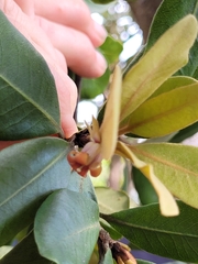 Pittosporum
