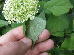 Hydrangea radiata