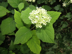 Hydrangea radiata