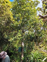 Pittosporum
