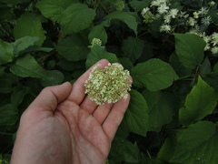 Hydrangea radiata