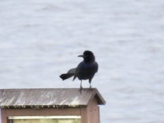 Quiscalus major westoni