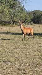 Blastocerus dichotomus