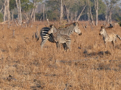 Equus quagga crawshayi