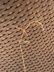 Megaphasma denticrus