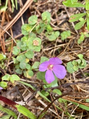 Rhexia nuttallii