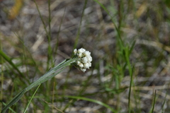 Antennaria anaphaloides