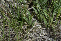 Antennaria anaphaloides