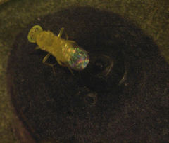 Aphytis