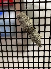 Hypatima simulacrella