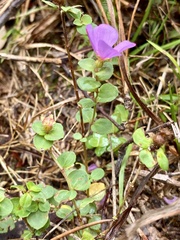 Rhexia nuttallii