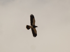 Daptrius megalopterus