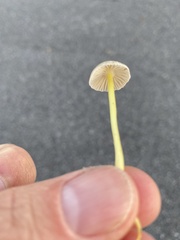 Mycena epipterygia