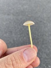 Mycena epipterygia