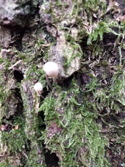 Marasmius rotula