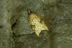 Acleris rhombana