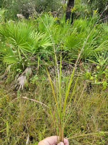 Image of Eragrostis elliottii by (c) Jay Horn, some rights reserved (CC BY)