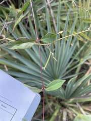 Thyrsanthella difformis