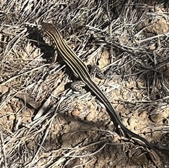 Aspidoscelis hyperythrus