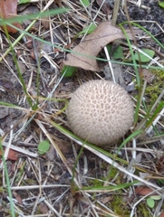 Lycoperdon americanum
