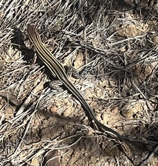 Aspidoscelis hyperythrus