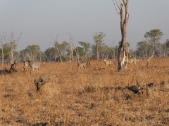Equus quagga crawshayi