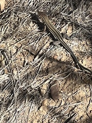 Aspidoscelis hyperythrus