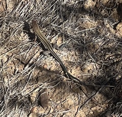 Aspidoscelis hyperythrus