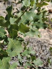 Quercus turbinella