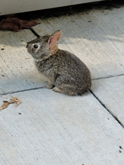 Sylvilagus floridanus