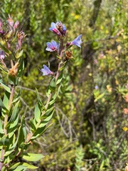 Lobostemon glaucophyllus