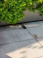 Sylvilagus floridanus