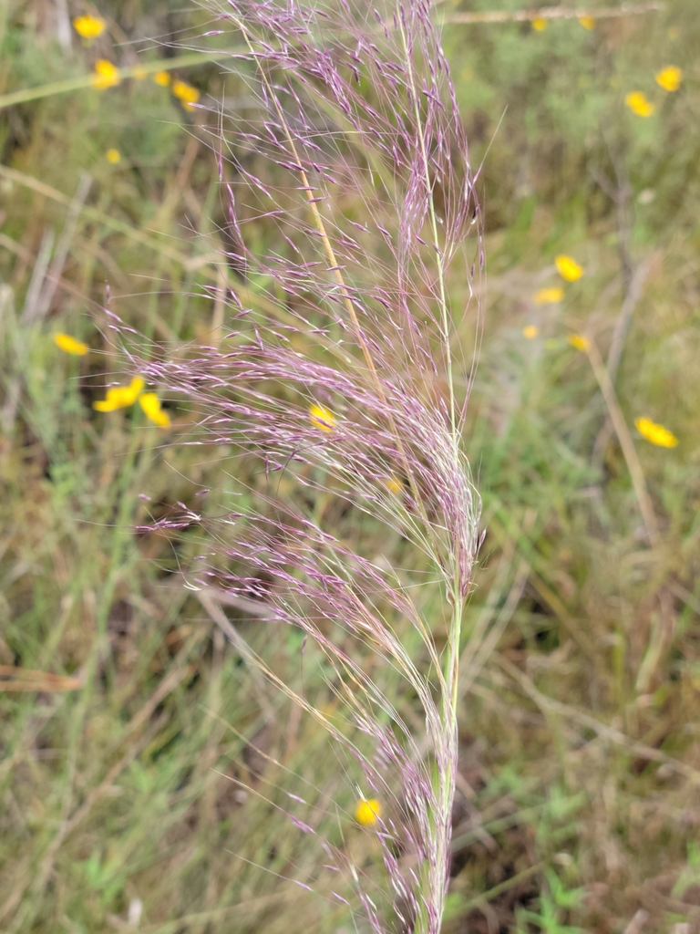 Gulfhairawn muhly (Muhlenbergia sericea)
