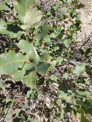 Quercus turbinella