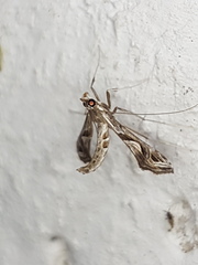 Lineodes