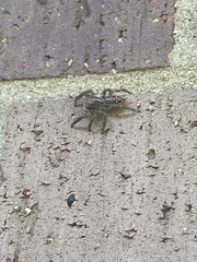 Plexippus paykulli