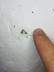 Lineodes