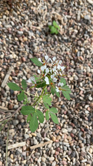 Polanisia dodecandra